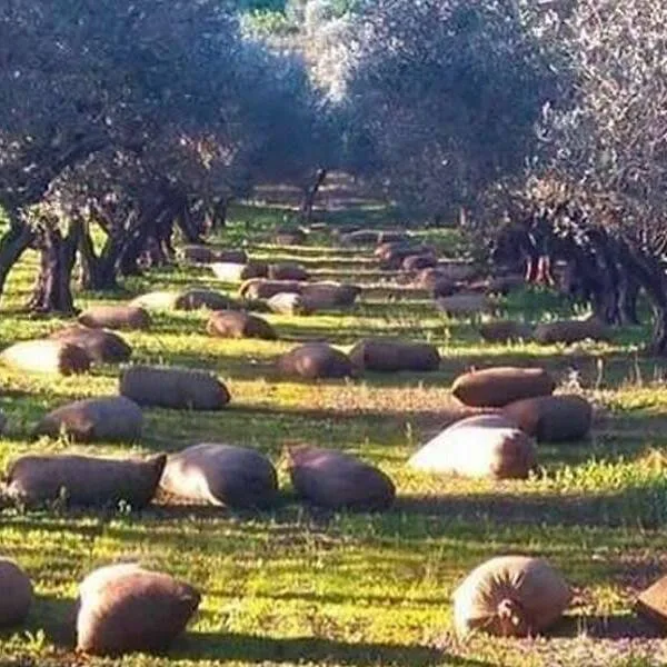 olives-tagaris olives-tagaris